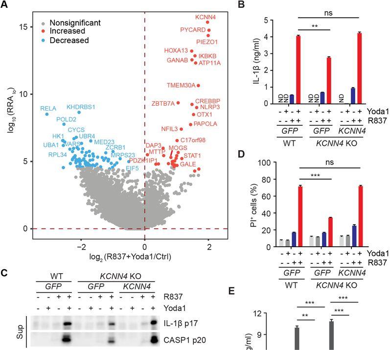 The calcium-activated potassium channel KCNN4 regulates inflammasome activation and tumor growth